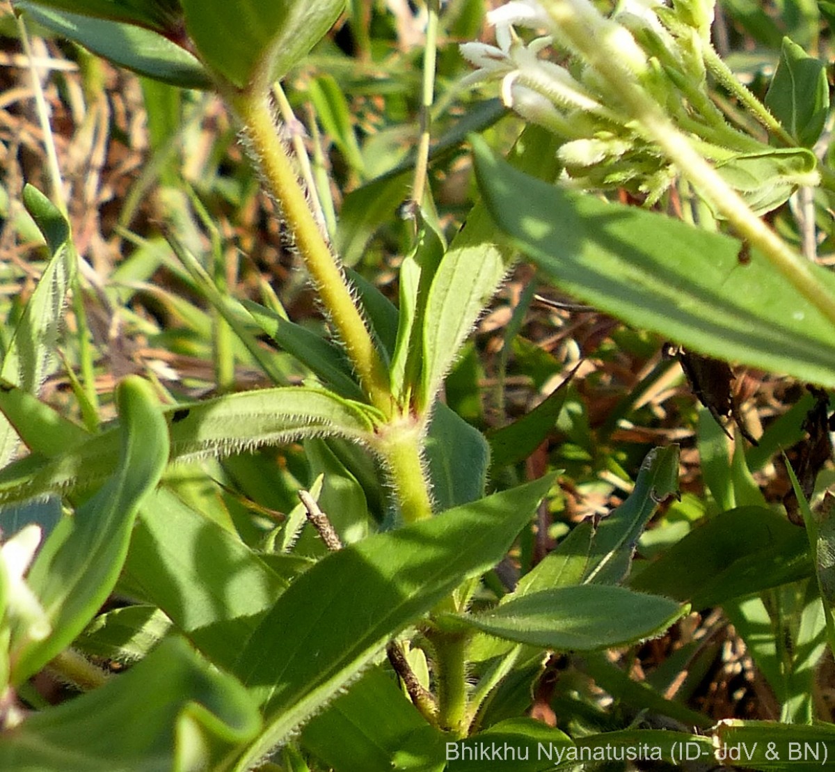 Knoxia spicata (Thwaites ex Trimen) Ridsdale